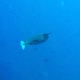 Spotted Unicornfish