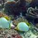 Yellowhead Butterflyfish