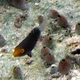 Filament-fin Parrotfish (Juvenile)