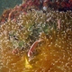 Pink Anemonefish