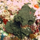 Coral-eating Sponge