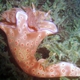 Trilobatum Nudibranch