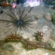 Spiny Sea Urchin