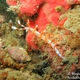 Double-ringed Flabellina