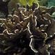 Blue Ridge Coral