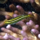 Lined Fangblenny