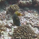 White-spotted Filefish