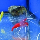 Scarlet Cleaner Shrimp
