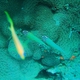 Yellow-striped Cardinalfish