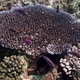 Beau’s Wrasse