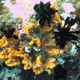 Flabelliform Sponge