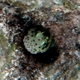 Red-spotted Blenny