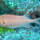 Whitetip Soldierfish