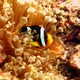 Bulb-tentacle Sea Anemone