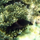 Greenlip Parrotfish