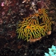 Red-and-Yellow Clathria