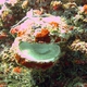 Variable Thorny Oyster