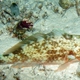 Longnose Parrotfish