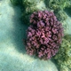 Corals of Ningaloo Reef to be identified