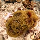 Magnificent Sea Anemone