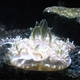 Upside-down Jellyfish