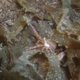 Bull Hydroid Crab