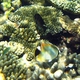 Chevron Butterflyfish