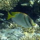 Barred Spinefoot