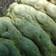 Herrmann's Sea Cucumber