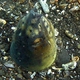 Black-finned Snake Eel