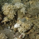 Corals of Indonesia to be identified