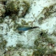 Redband Parrotfish (juvenile)