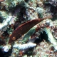 Cheek-lined Wrasse  (Juvenile)