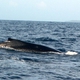 Humpback Whale 