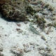 Maldivian Sandperch