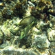 Striated Surgeonfish