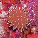 Flower Pot Coral