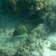 Blue-spotted Wrasse