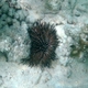 Needle-spines Sea Urchin