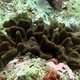 Meandering Coral