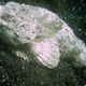 False Stonefish
