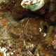 Urchin Clingfish