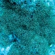 Bald-tipped Coral