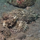 Raggy Scorpionfish