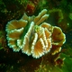Hibiscus Coral