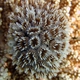 Bristle Coral
