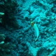 Spotted Parrotfish  (Juvenile)