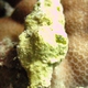 Trapezium Horse Conch