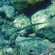 Chinese Trumpetfish