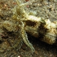 String-of-Beads Sea Cucumber